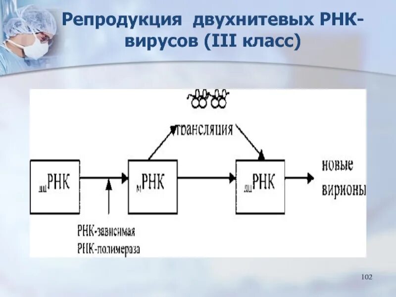 Минус рнк вирусы. Репродукция РНК вирусов. Репродукция РНК +. Репродукция плюс РНК вирусов. Этапы репродукции ДНК- И РНК-содержащих вирусов..