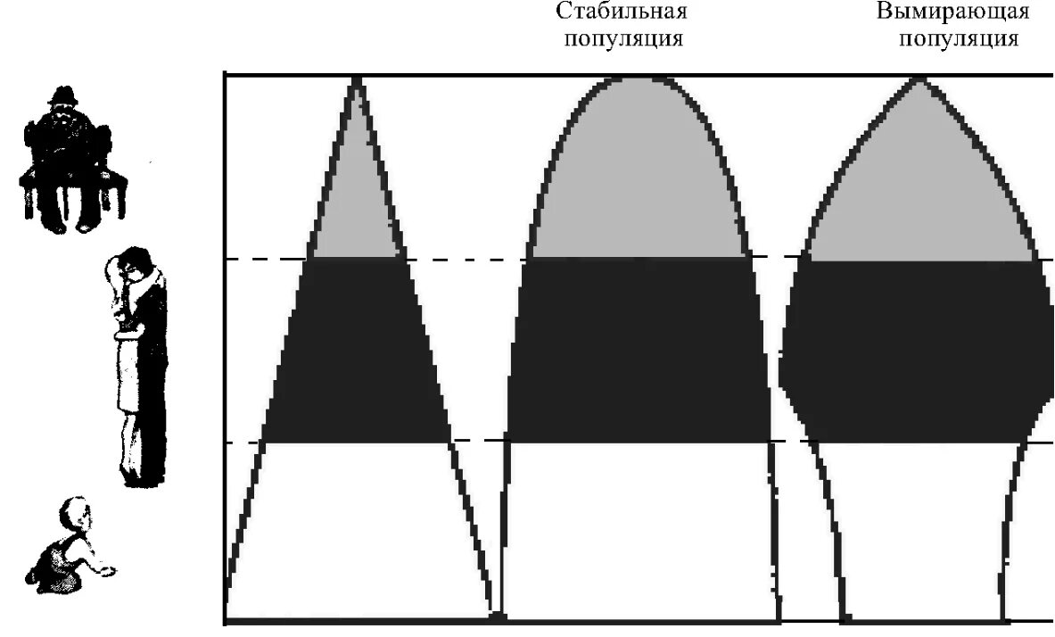 Типы возрастных пирамид популяции. Возрастная пирамида растущей популяции. Возрастная структура популяции пирамида. Пирамиды возрастного состава популяции.