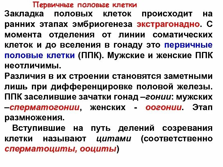 Мужскими половыми клетками являются. Первичные половые клетки. Первичная половая клетка. Источник развития первичных половых клеток. Происхождение половых клеток.