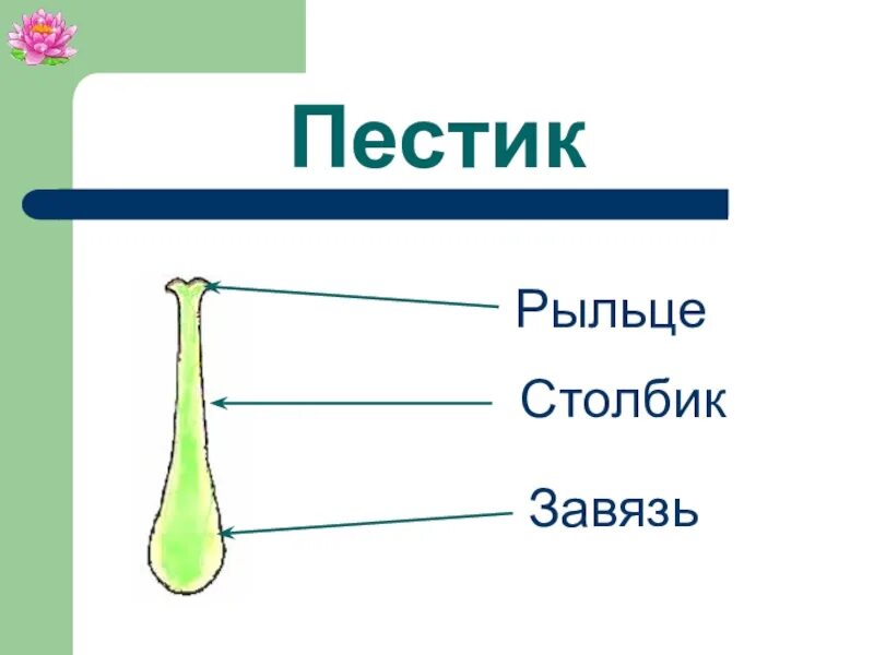 Строение завязи цветка. Рыльце цветка функции. Строение цветка пыльник тычиночная нить. Цветоножка пыльник рыльце. Строение рыльца.