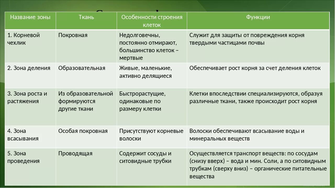 Ткани название строение функции. Зоны корня особенности строения и функции. Зона корня особенности строения значение таблица. Строение корня и функции зон. Таблица зона корня особенности строения корня функции.