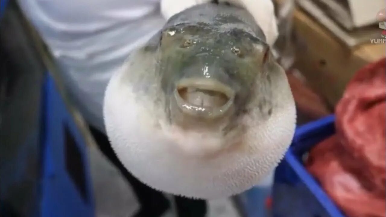 Рыба фугу ест морковку. Рыба фугу лицо. Рыба фугу с морковкой. Рыба фугу ест морковку. Рыба фугу мемы.