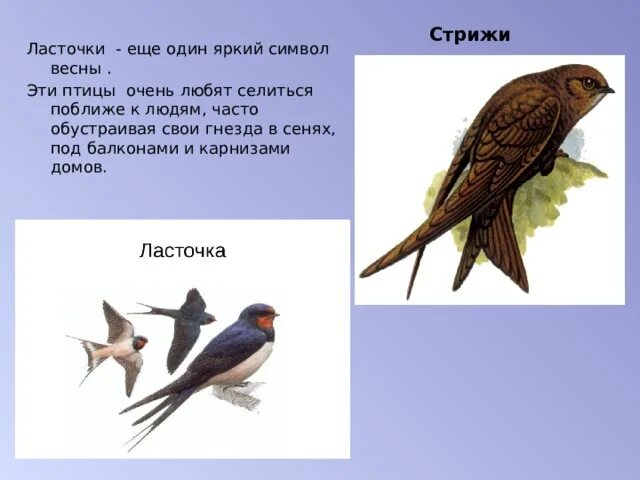 Различия ласточек и стрижей. Стриж и Ласточка. Отличие между ласточкой и стрижом. Сходство ласточек и Стрижей.