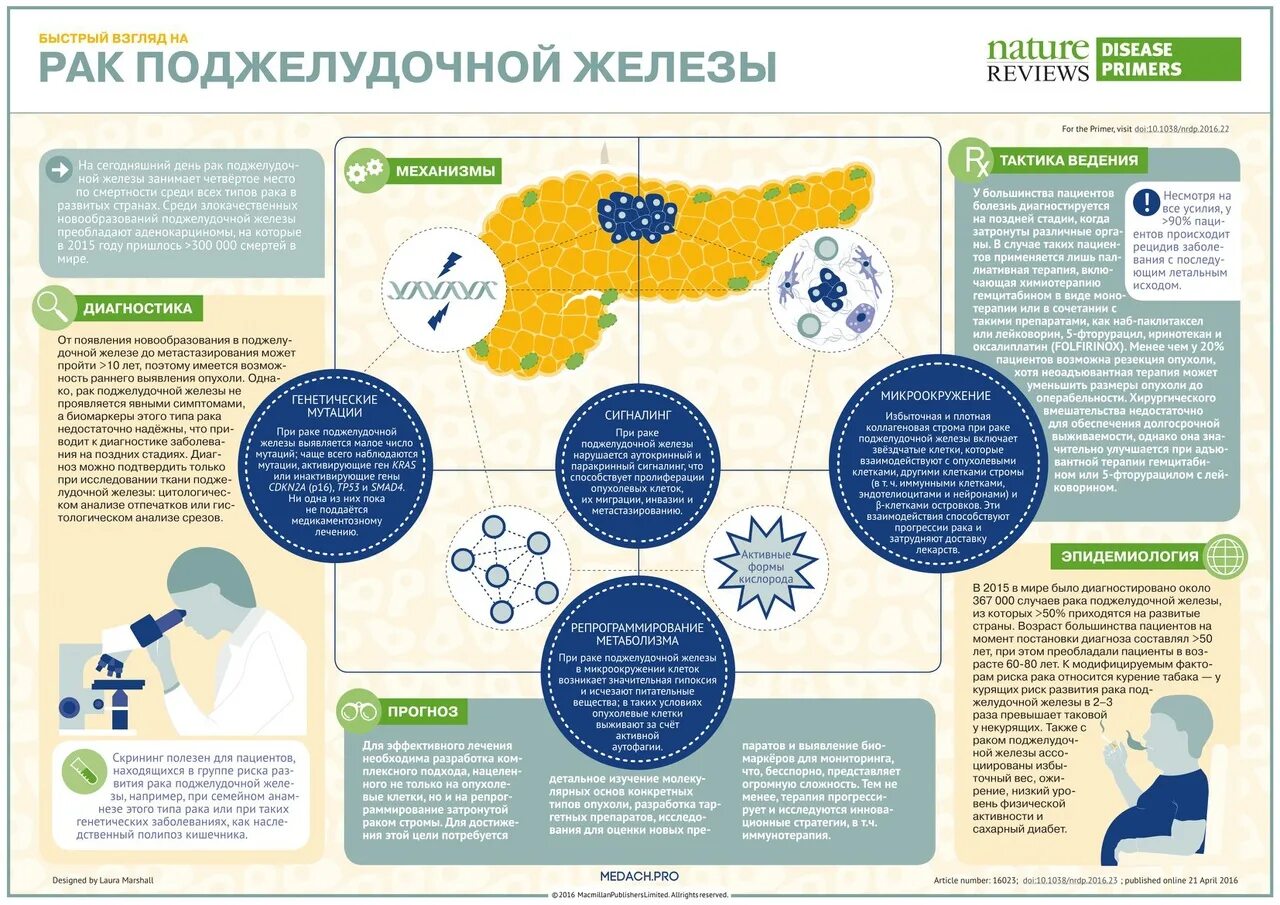 Сколько по времени развивается рак. Статистика опухолей поджелудочной железы. Опухоли поджелудочной железы эпидемиология. Химия при онкологии поджелудочной железы схема. Причина смерти при онкологии поджелудочной железы.