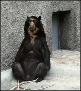 Bears lady
