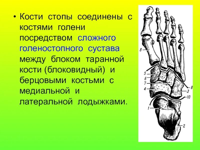 5 фаланга стопы. Кости плюсны и предплюсны стопы. Кости дистального ряда предплюсны. Проксимальный ряд костей стопы. Кости дистального отдела предплюсны.