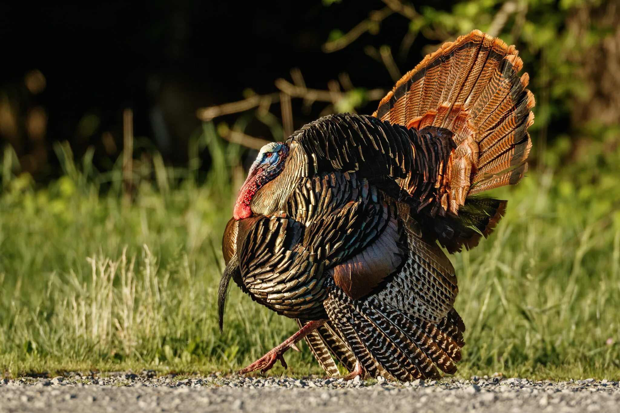 Индейка это птица. Wild Turkey индюк. Индейка обыкновенная meleagris gallopavo. Индюк индюшка и индюшонок. Бронза 708 индюки.