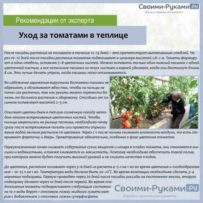 Подкормка рассады томатов мочевиной. Подкормки томатов удобрениями. Подкормка помидор в теплице. Удобрение томата в закрытом грунте. Подкормка томатов помидор.