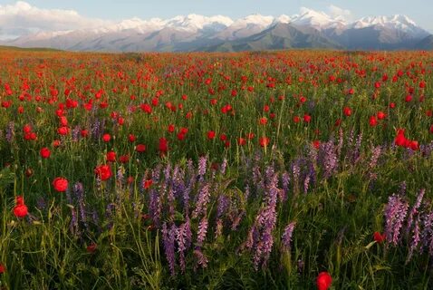 Куль растения