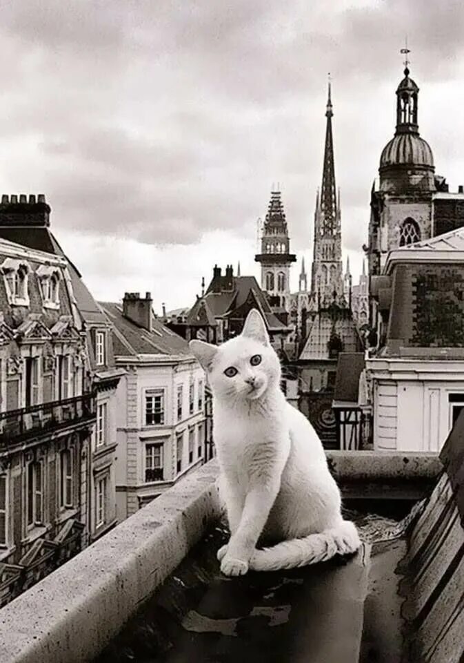 Кот париж. Кот в париже. кошки на крыше. французские коты. город кошек.