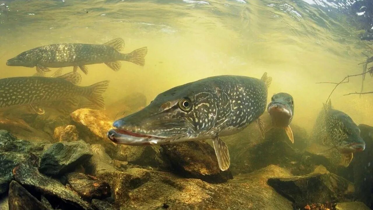 Какие рыбы водятся в воде. Обыкновенная щука (Esox Lucius). Щука обыкновенная нерест. Рыба в озере. Щука под водой.
