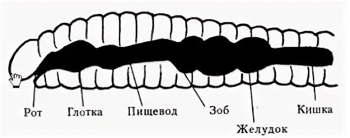 Переваривание дождевыми червями