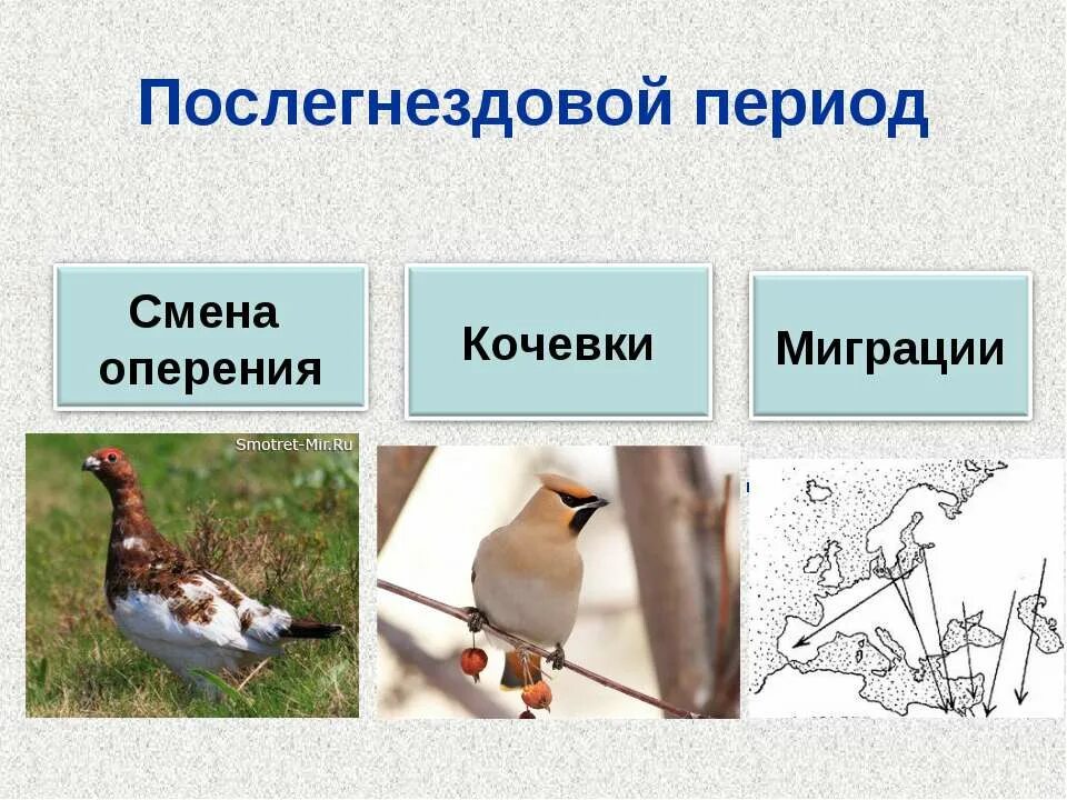 Кочевки птиц в послегнездовой период. Послегнездовой период. Сезонные изменения птиц. Послегнездовой период в жизни птиц.