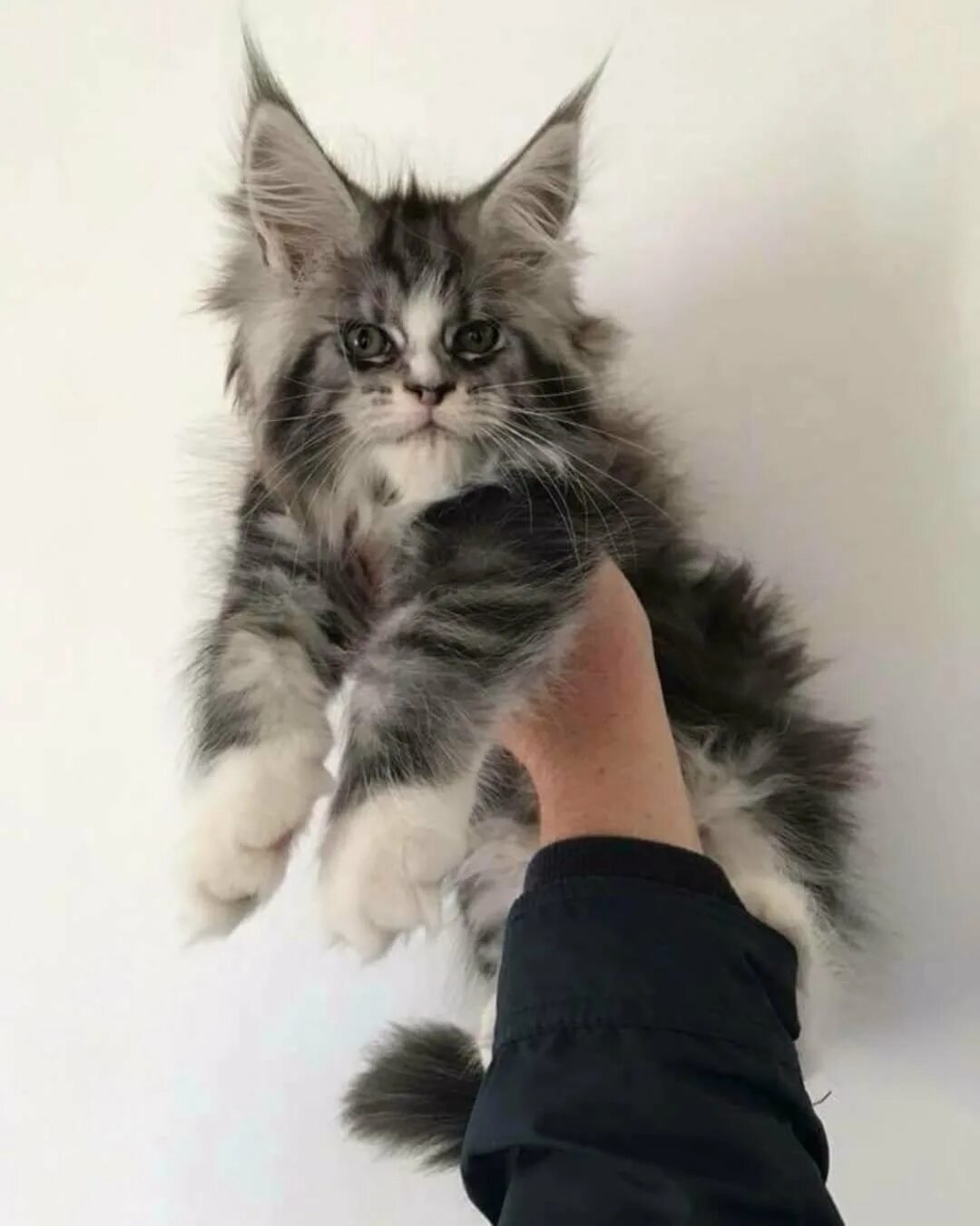 Мейн кун девочка котята. Мейн кун девочка. кошка мейн кун рост. котята мейн куна в рост. мейн кун котенок рост.