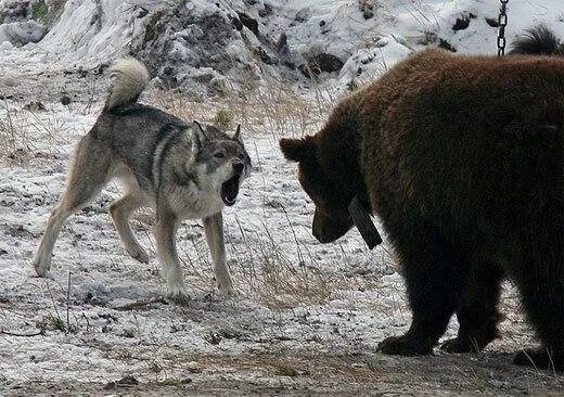 Западно Сибирская лайка медведь. Якутская охотничья лайка.