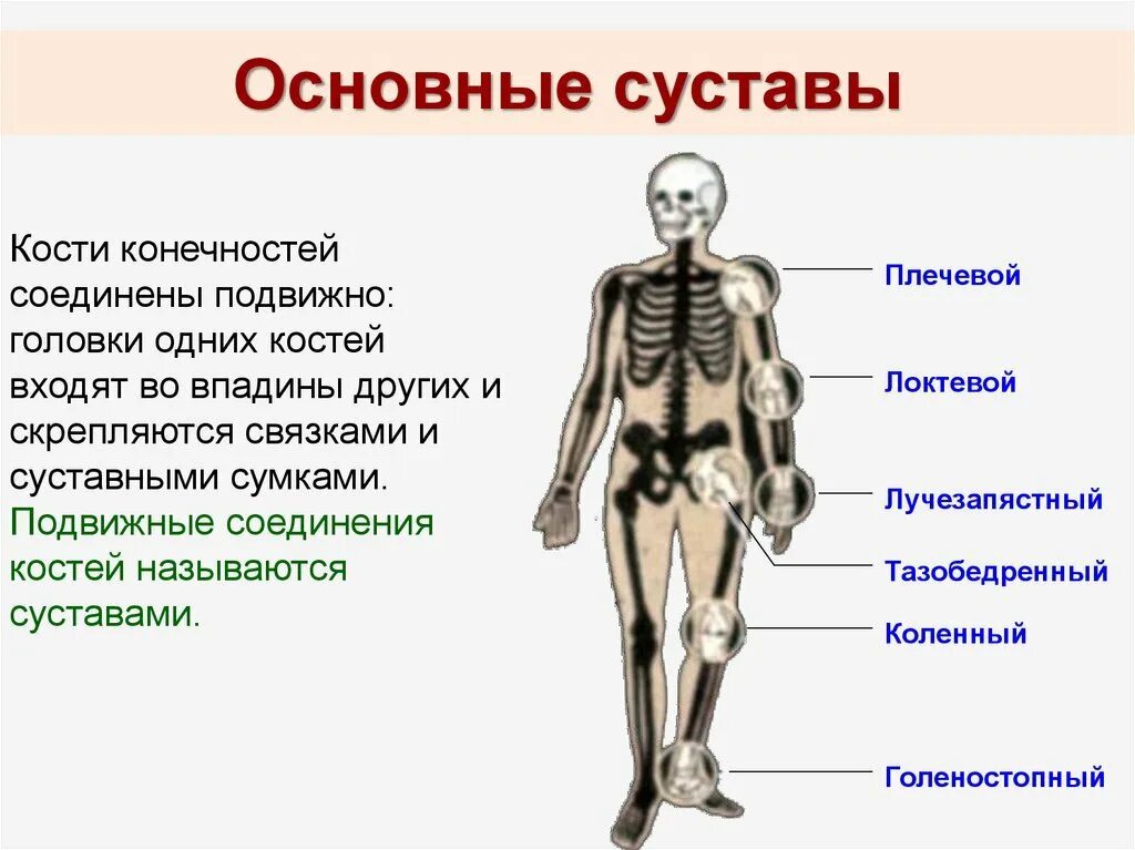 Суставы человека. Кости и суставы человека. Суставы скелета человека. Название основных костей человека.