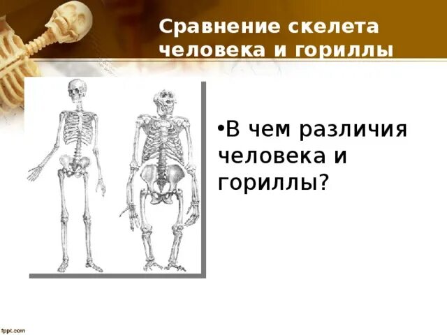 Таблица сравнительная характеристика скелета человека и гориллы Презентация "Сходство человека и человекоподобных обезьян" по биологии скачать