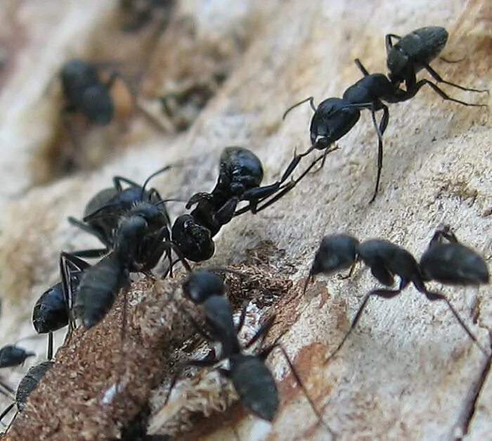 Рабочие особи. Муравьи Camponotus saxatilis. Camponotus saxatilis матка. Чёрный муравей-древоточец. Золотистоволосый муравей-древоточец.