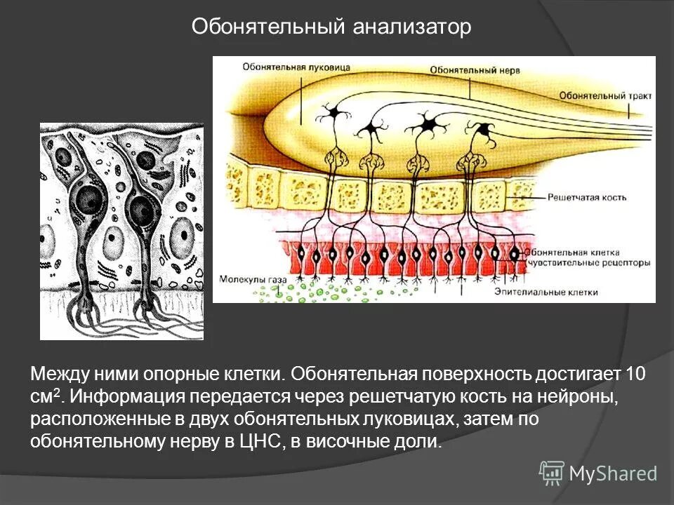 Обонятельная