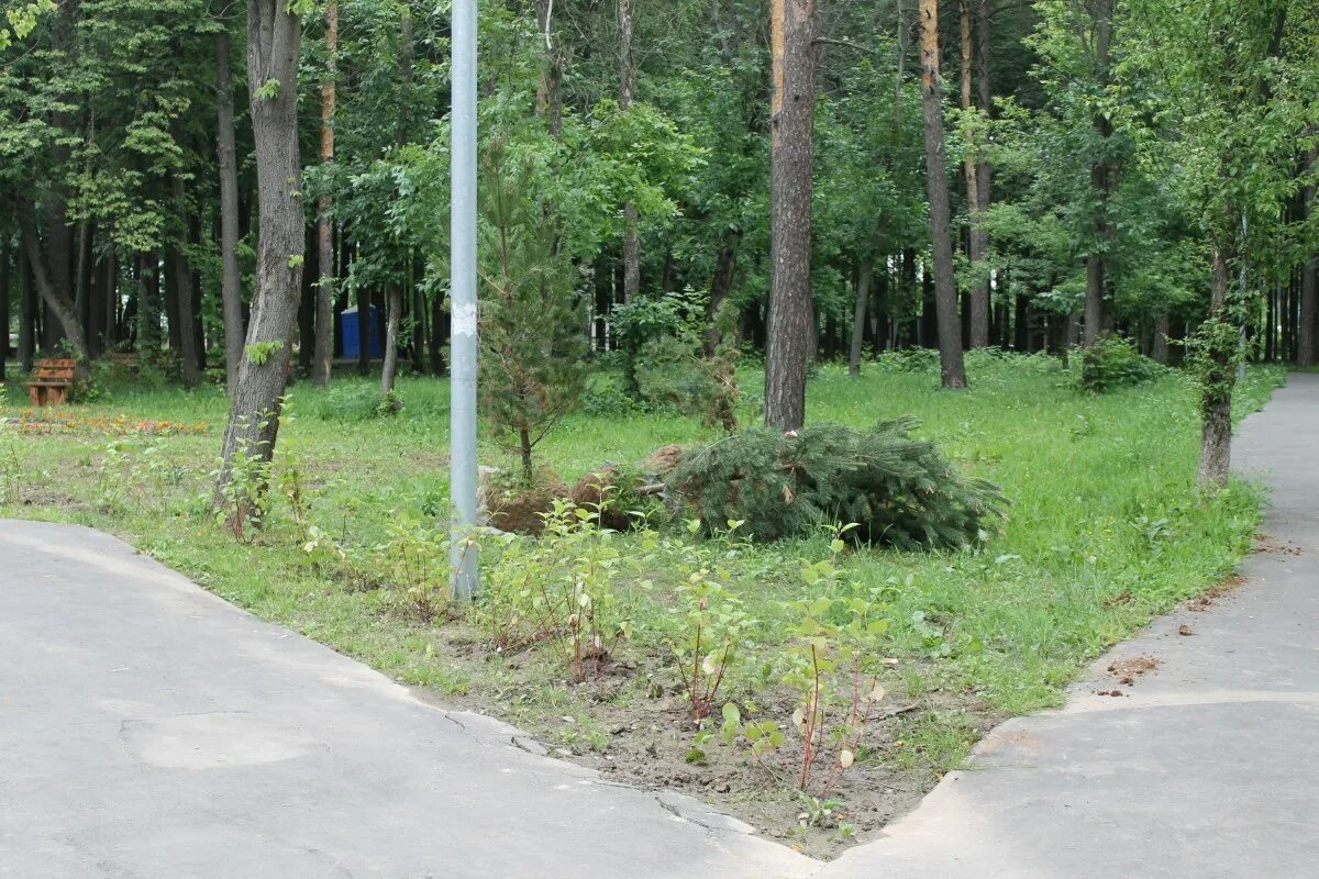 Расторгуевский парк. Сосновый парк в Видном. Расторгуевский парк дорожки. Сосновый парк на Заречной.