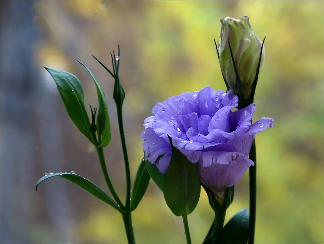 Эустома грандифлора. Эустома 110см. Эустома. Эустома р9. Эустома.