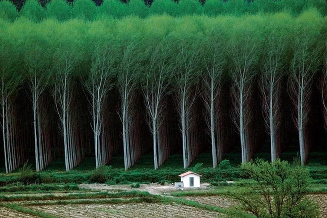 Где больше деревьев. Эвкалиптовые плантации Португалия. Искусственный лес. Много деревьев. Плантация деревьев.