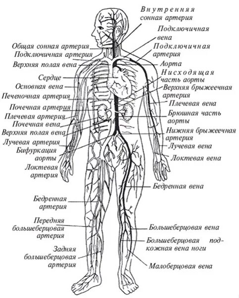 Схема артерий и вен. Вены туловища общая схема. Артерии тела человека схема. Артерии человека схема расположения с обозначениями. Крупные артерии человека схема.