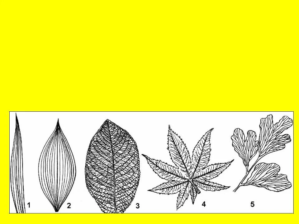 3 типы жилкования. Сетчатое жилкование листовой пластинки у. Адонис весенний жилкование. Лист- морфология листа, жилкование. Типы жилкования листьев 6 класс биология.