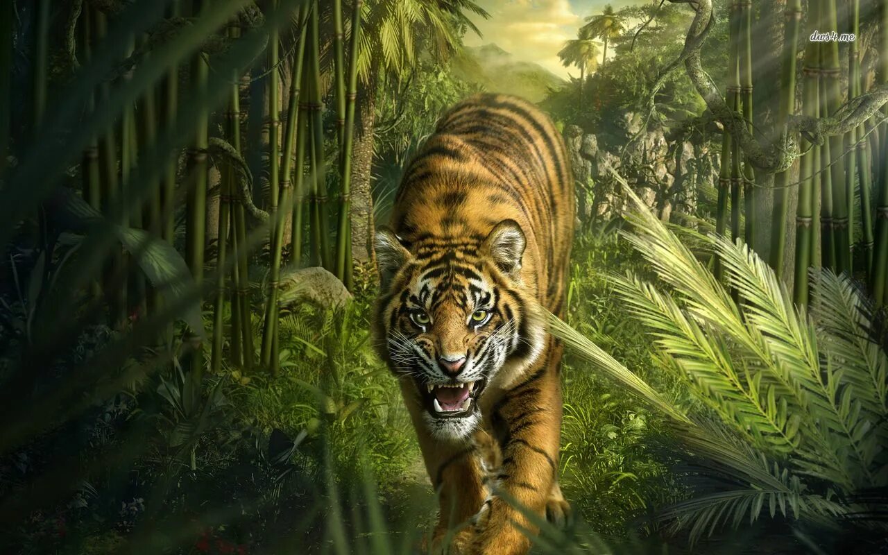 Jungle tiger. Тигр Джангл. Тигр тропического леса Индии. Тигр в джунглях. Тигр в тропиках.
