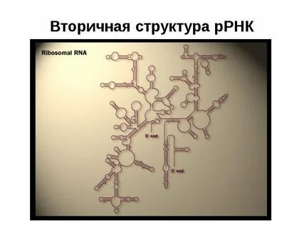 Структура р