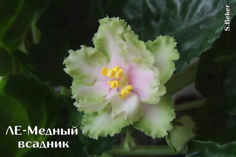 образ петра 1 в медном всаднике. медный всадник евгений образ. медный всадник цитаты о евгении. медный всадник цитаты о евгении. образ евгения в поэме медный всадник кратко.