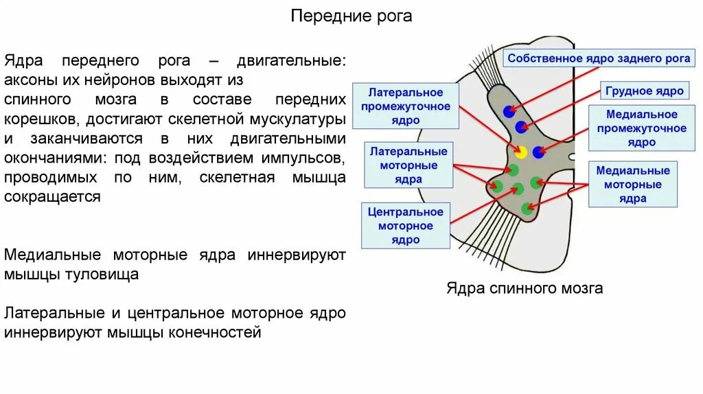 Ядра передних Рогов спинного мозга функции. Ядра заднего рога спинного. Функции ядер серого вещества спинного мозга. Ядра задних Рогов серого вещества.