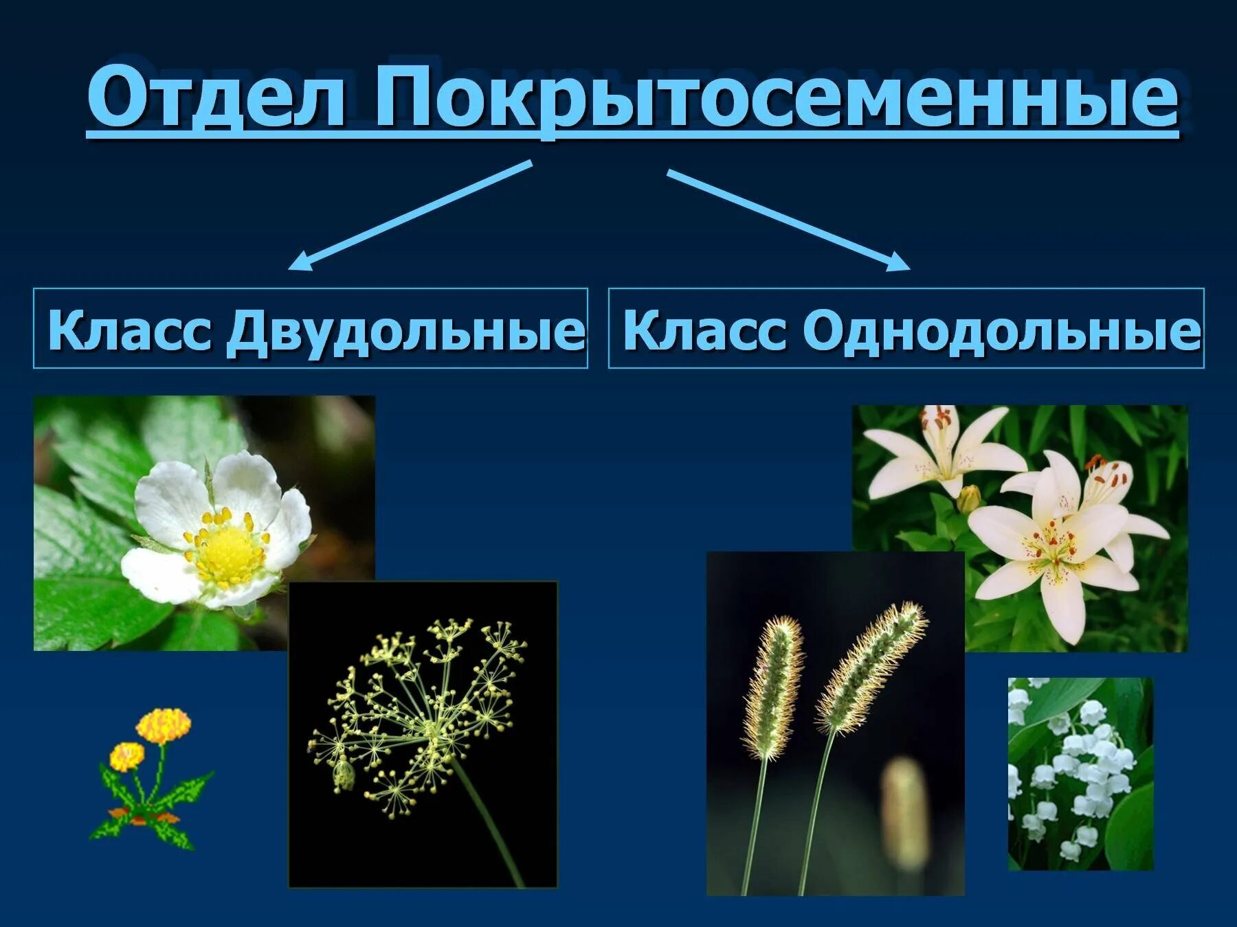 Классы покрытосеменных однодольные и двудольные. Покрытосеменные Однодольные и двудольные. Однодольные цветковые растения. Покрытосеменные растения класс Однодольные. Двудольные цветковые растения.