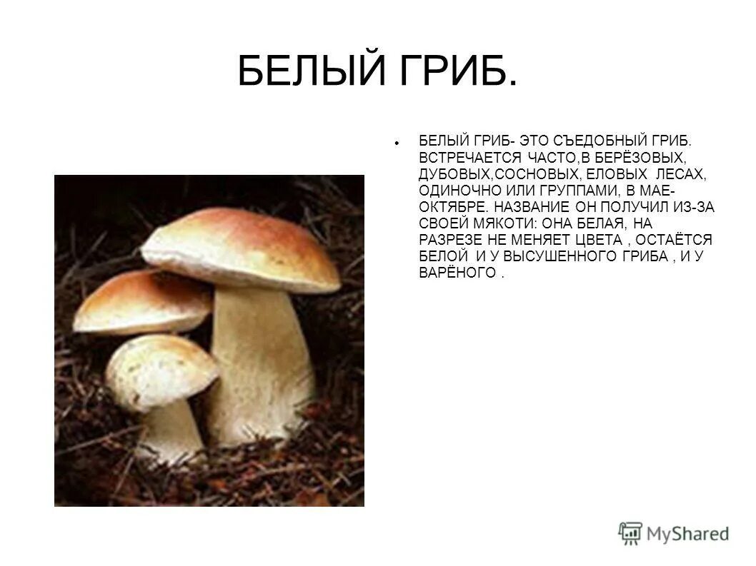Доклад про белый гриб. Грибы растущие в смешанном лесу. Почему белые грибы встречаются в хвойных. Почему белые грибы встречаются в хвойных. Польский гриб съедобный или нет фото и описание.