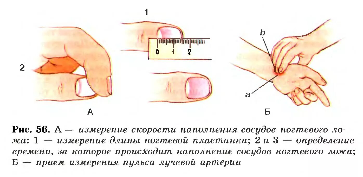 Измерение скорости наполнения сосудов ногтевого ложа. Измерение кровотока в сосудах ногтевого ложа. Измерение скорости кровенаполнения капилляров ногтевого ложа. Капилярное наполнение логтевого ложе.