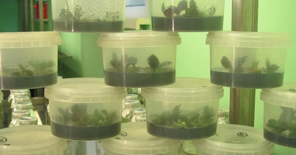 Среда кнудсона для орхидей. Питательная среда для семян орхидей. Питательная среда для растений. Питательная среда кнудсона. Семена орхидеи фаленопсис.