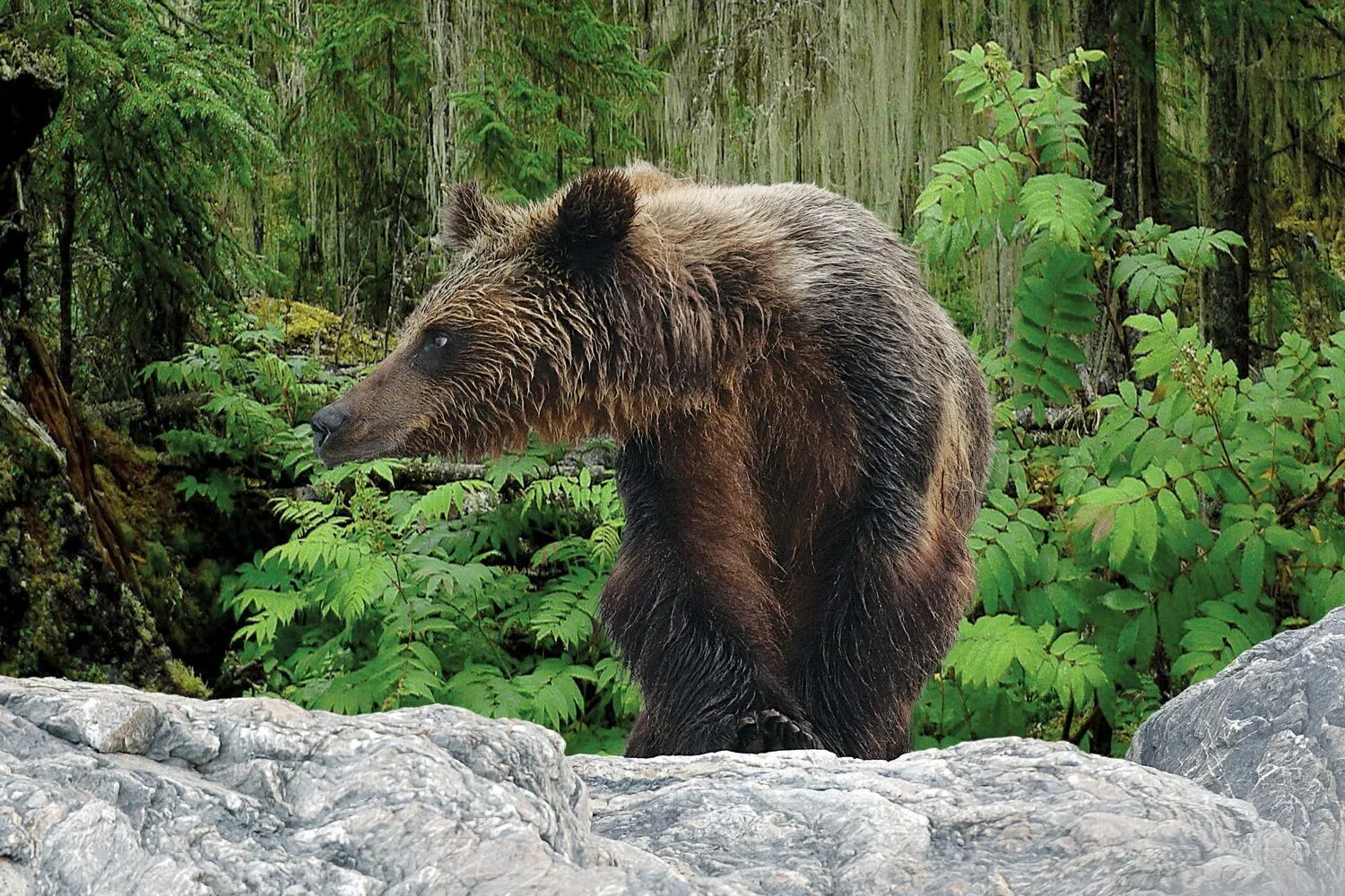 Кабан вепрь секач. Баргузинский соболь. Лазовский заповедник горал. Байкальский заповедник баргузинский соболь. Куница лесная желтодушка.