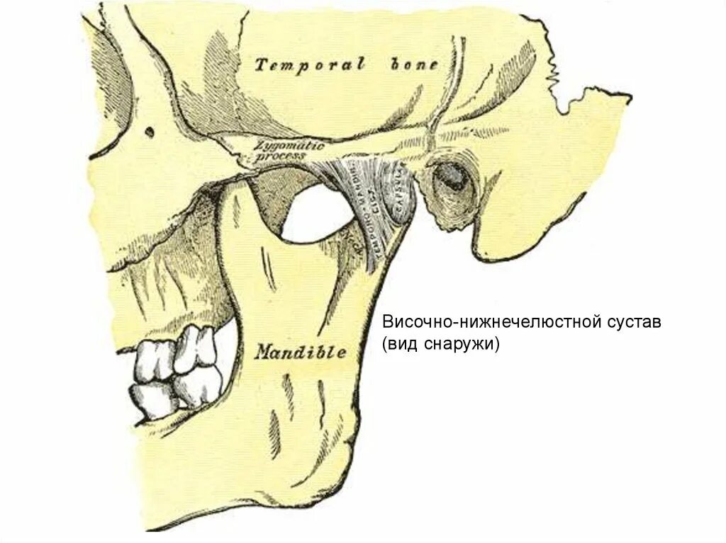 Верхнечелюстной сустав ВНЧС. Суставной бугорок ВНЧС. Связки височно-нижнечелюстного сустава. ВНЧС анатомия кости.