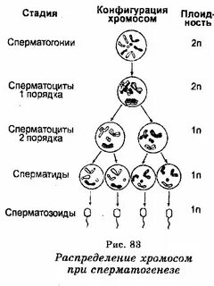 Сперматоцита ii порядка