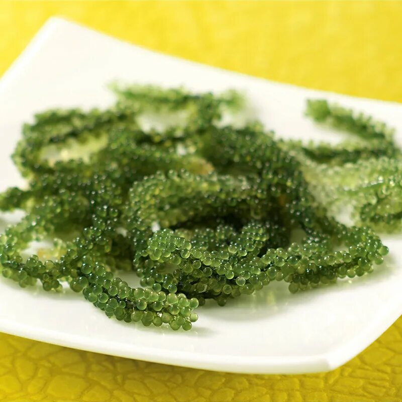 Морской виноград полезные свойства. Фукус морской виноград. Каулерпа (caulerpa lentillifera) – «морской виноград». Корейский морской виноград. Морской виноград по-корейски.