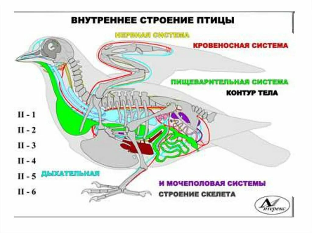 План внутреннего строения птиц. Внутреннее строение птицы схема. Строение внутренних органов птицы. Строение птицы внутреннее строение. Внутреннее строение голубя.