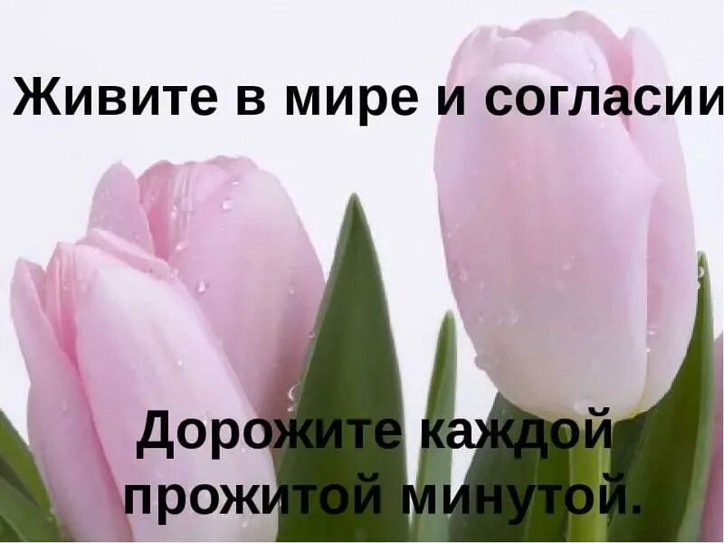 Жить в любви и согласии. Живите в мире и согласии. Стихи живите в мире и согласии. Жить в мире и согласии.