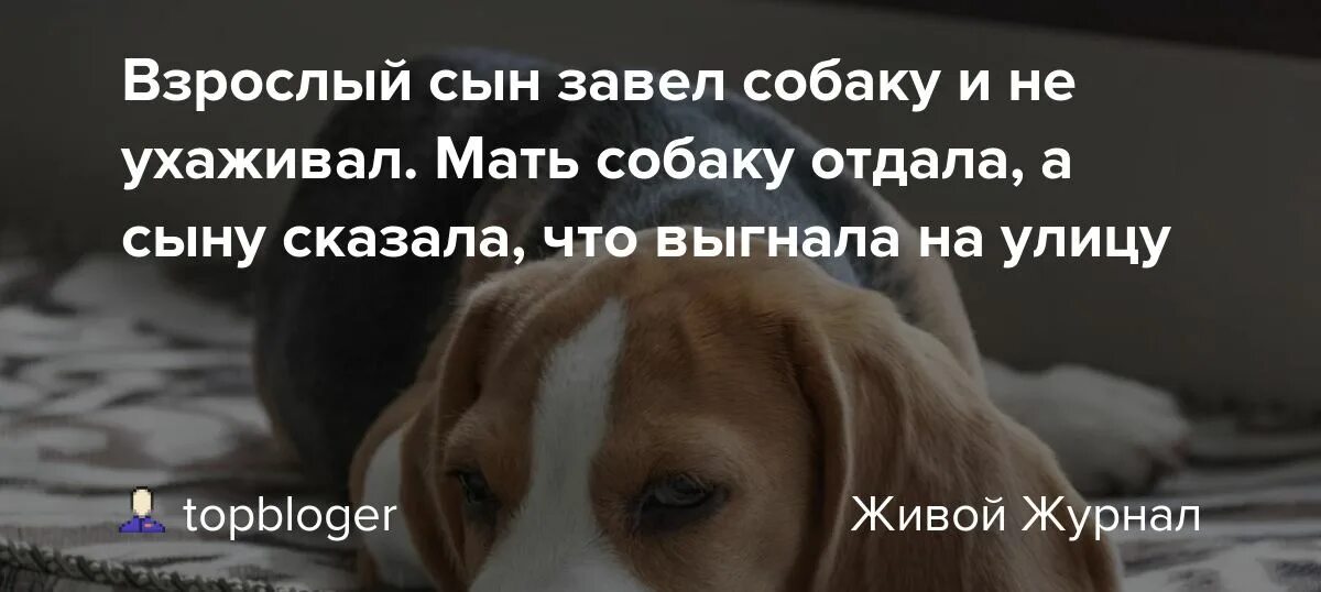 Не буду ухаживать за матерью. Сын собаки. Я мать собаки. Я мать собакам отдать. Мама радаюут собаку.