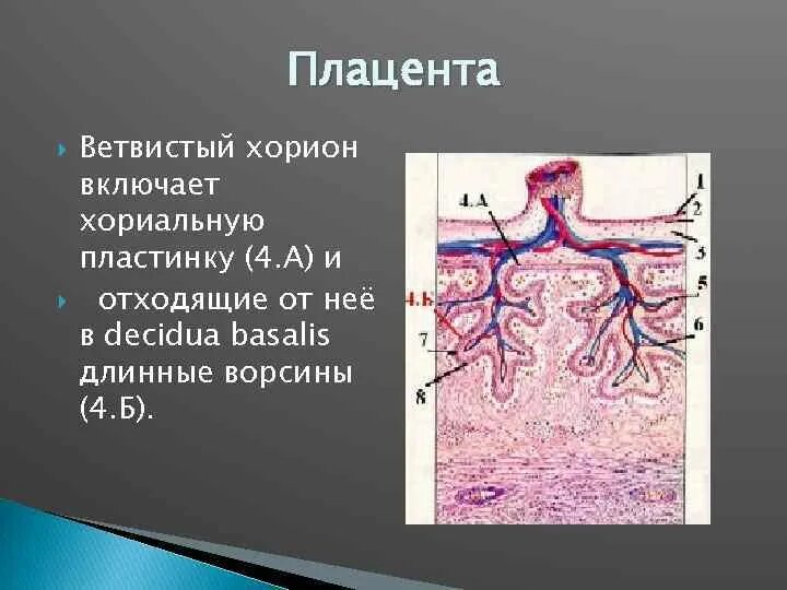 Ворсинки хориона плаценты. Строение ворсинки хориона. Ворсинки хориона плаценты. Тип плаценты у жвачных:. Ворсинки хориона плаценты.