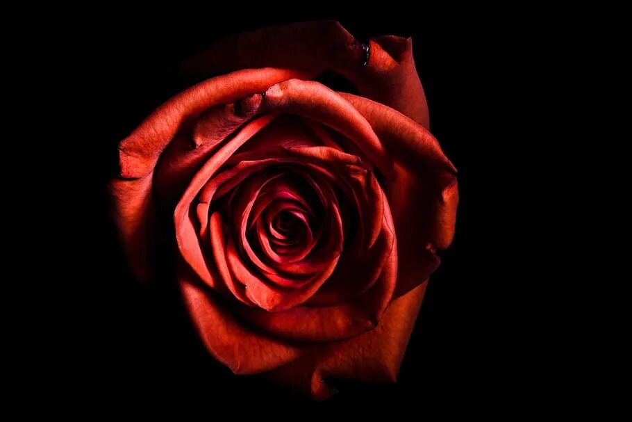 Розы на темном фоне картинки.