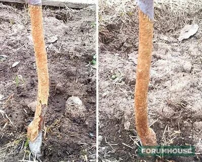 Когда открывать деревья после зимы