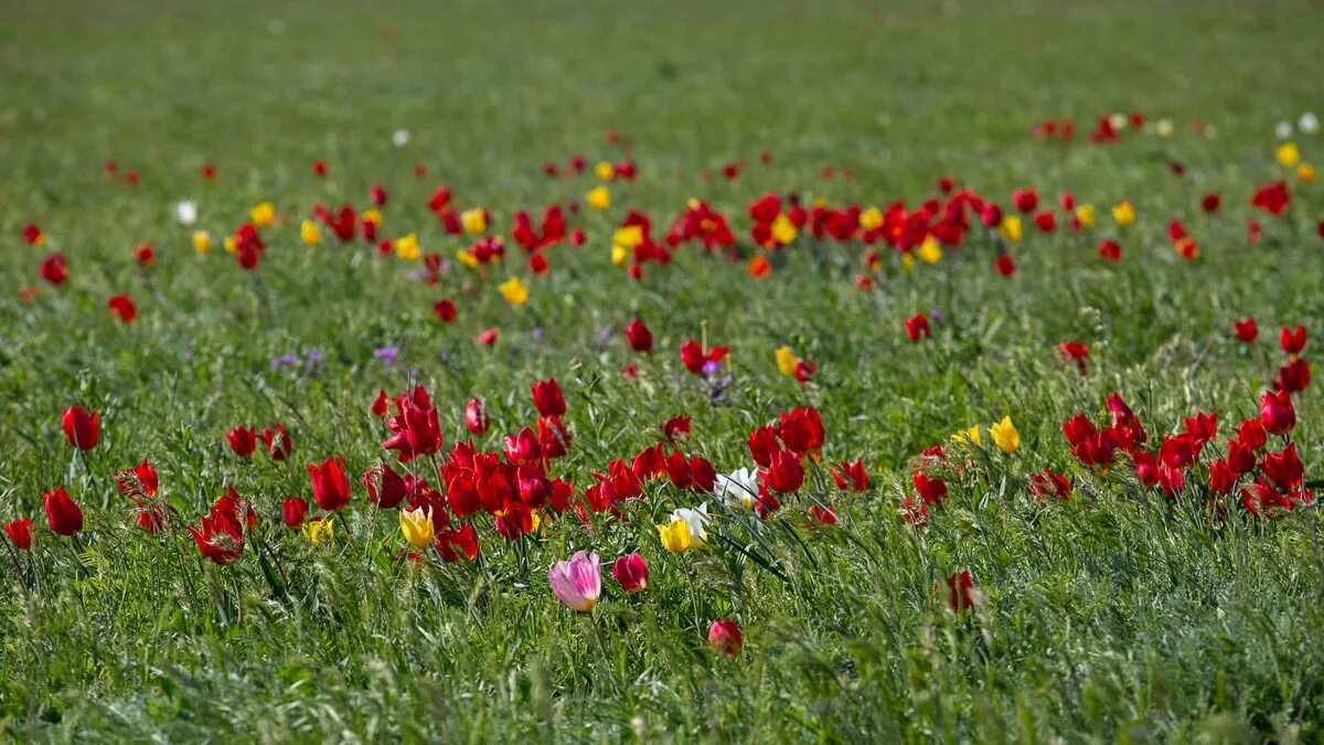 Красота тюльпанов цветущих в степи