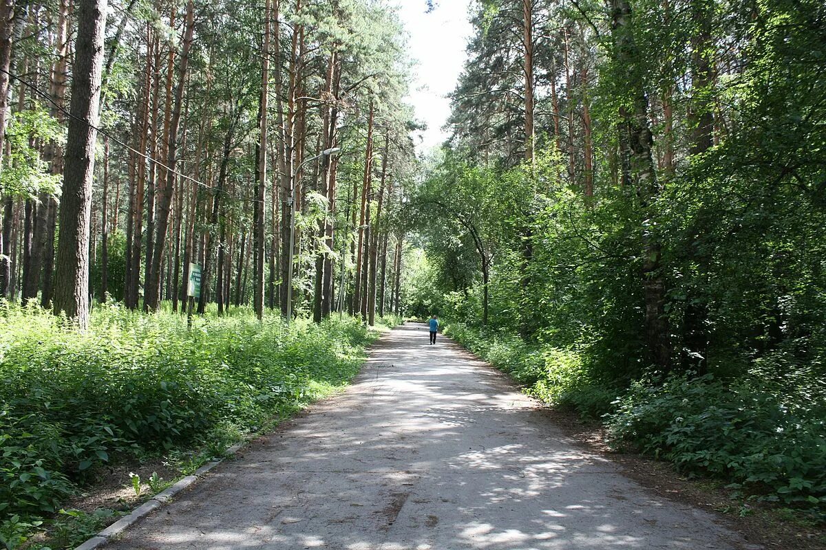 Пкио сосновый бор новосибирск. Парк культуры и отдыха сосновый бор. Пкио сосновый бор новосибирск. Пкио сосновый бор. Заельцовский бор новосибирск.