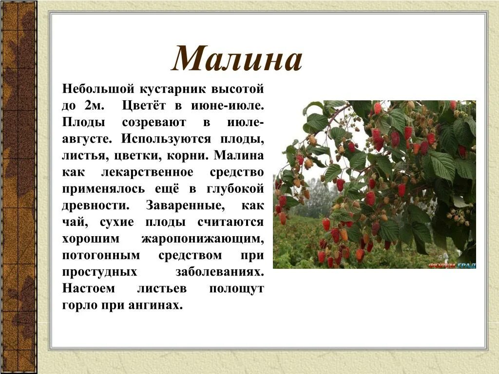 Цветет малина текст. Кустарник или небольшой. Малина как лекарство. Комнатные цветы июнь, июль, август. Листья малины с цветком.