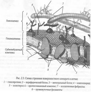 Поверхностный комплекс